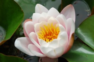Dr. Anna McCarthy Therapy Services in Newport Beach, CA